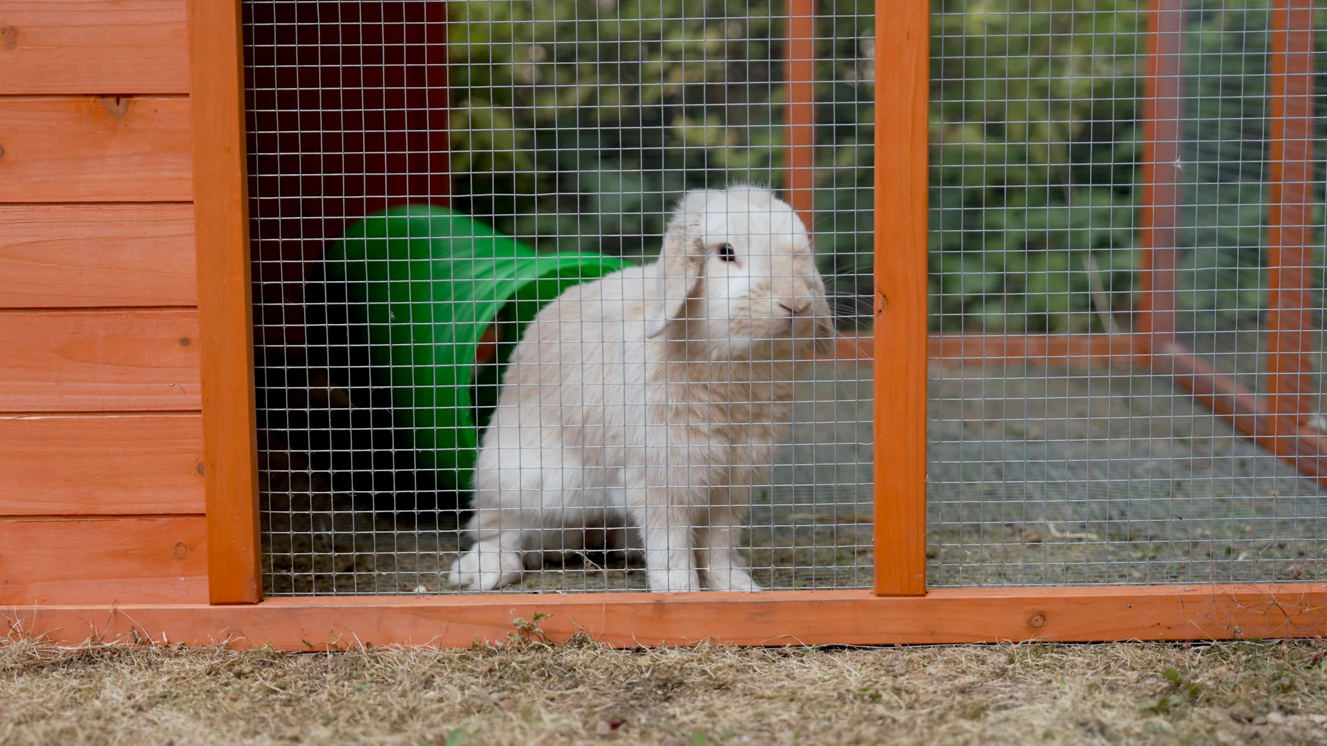 A resident enjoying time with a pet rabbit in the care home garden enclosure.